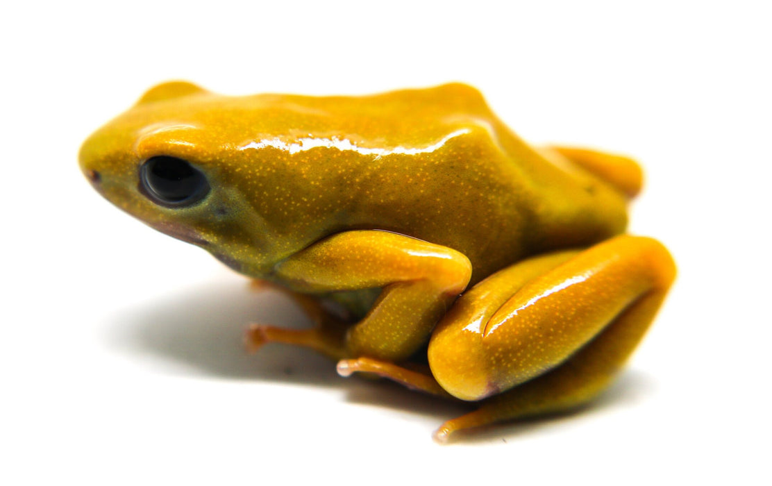 Dendrobates auratus "El Oro"