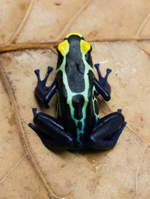 Dendrobates tinctorius "Cobalt"