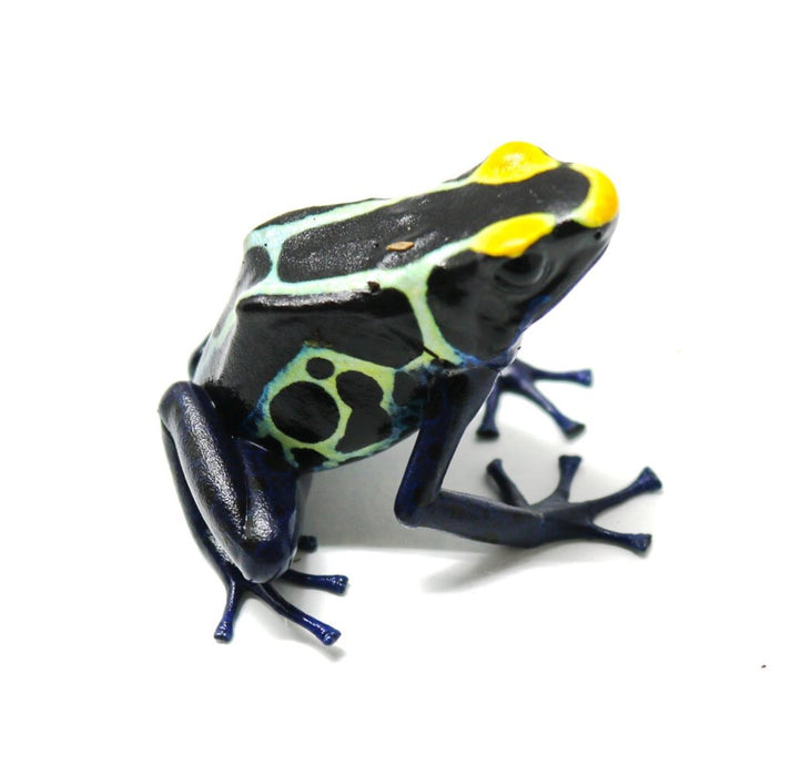 Dendrobates tinctorius "Cobalt"