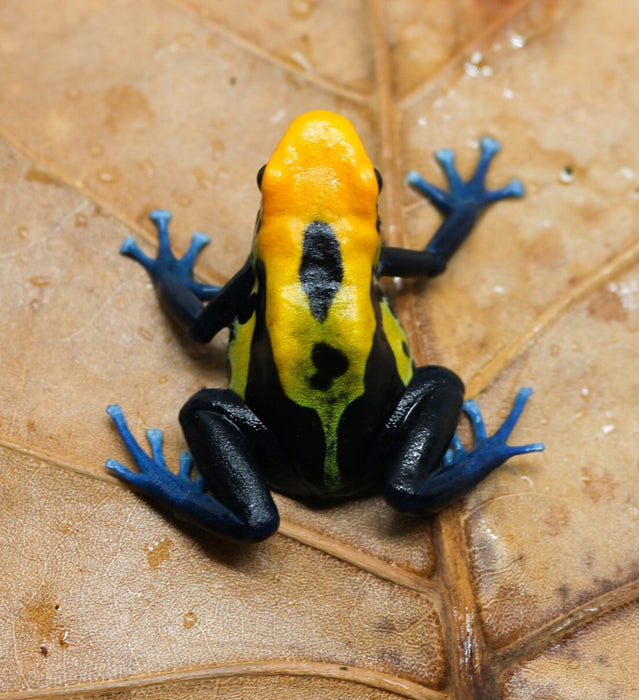 Dendrobates tinctorius "Brazilian Yellow Head"
