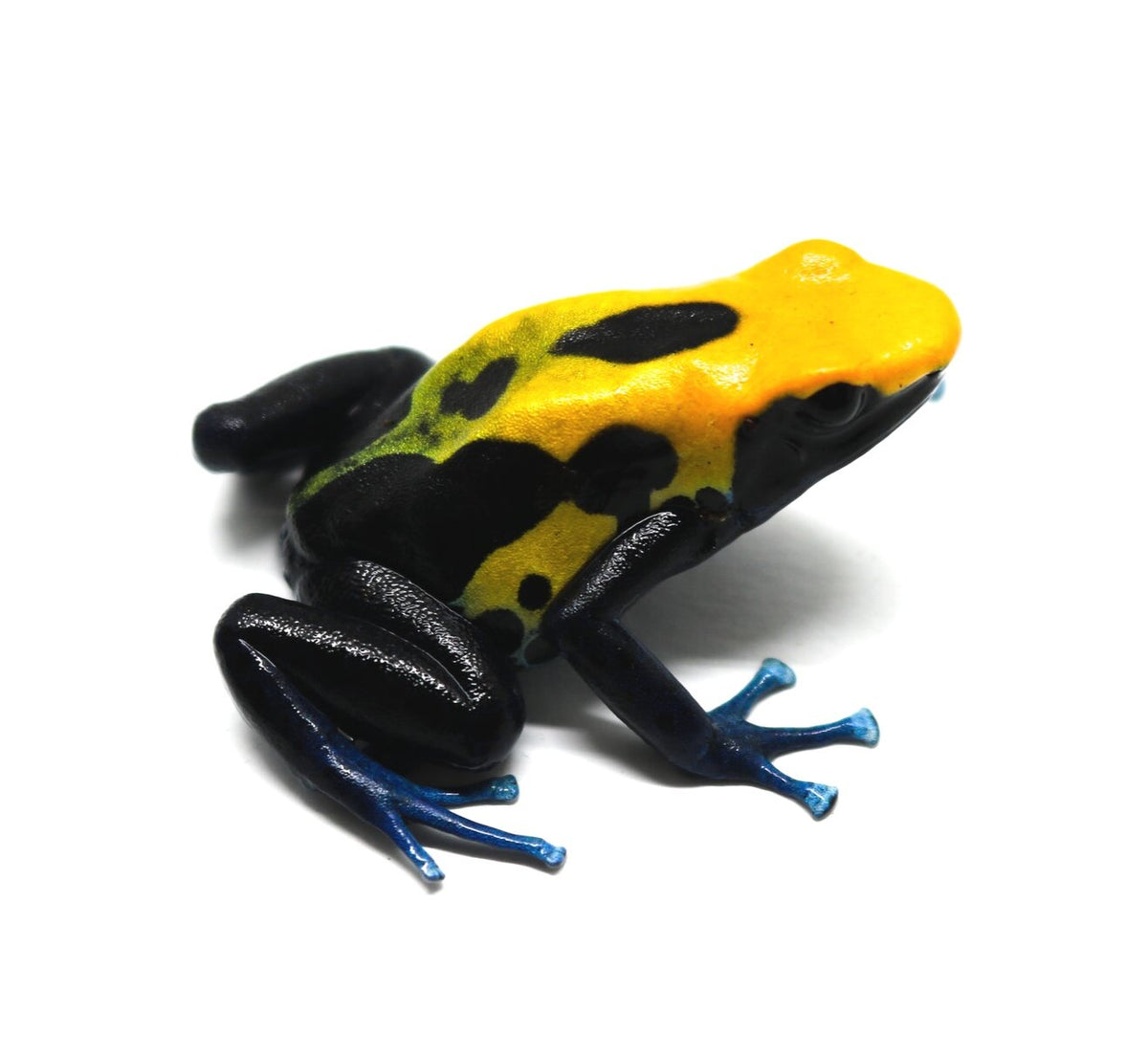 Dendrobates tinctorius 