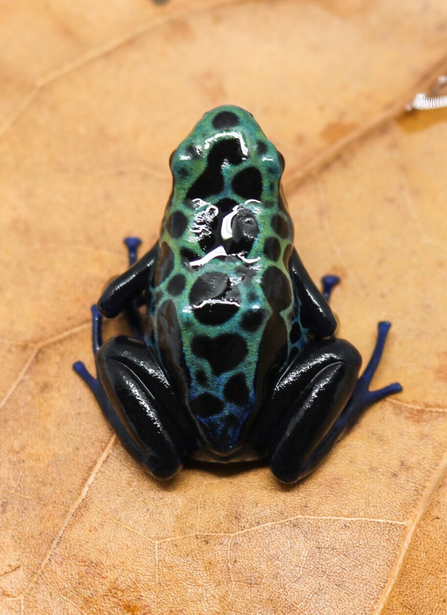 Dendrobates tinctorius 