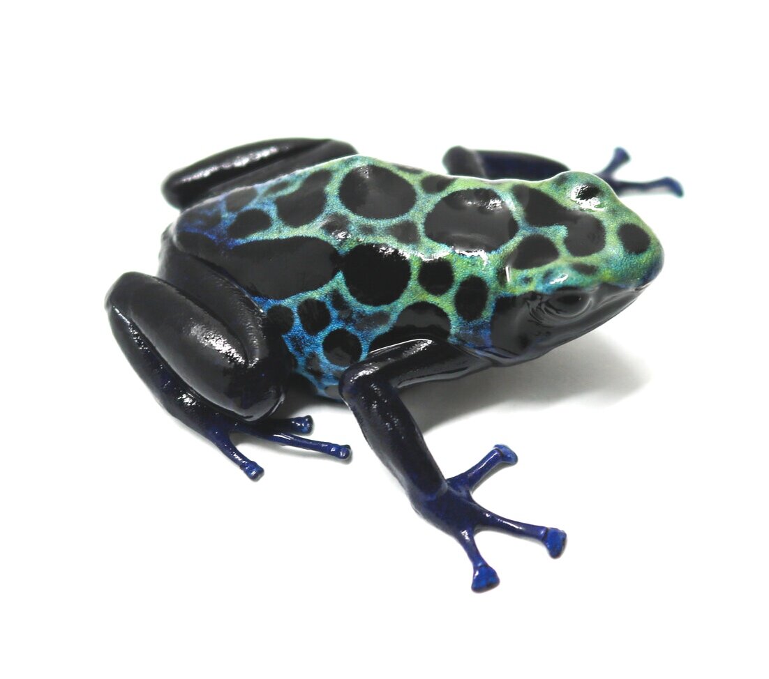 Dendrobates tinctorius 