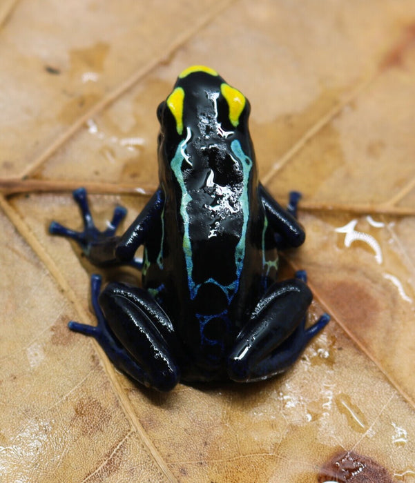 Dendrobates tinctorius "True Sipaliwini" Tadpole