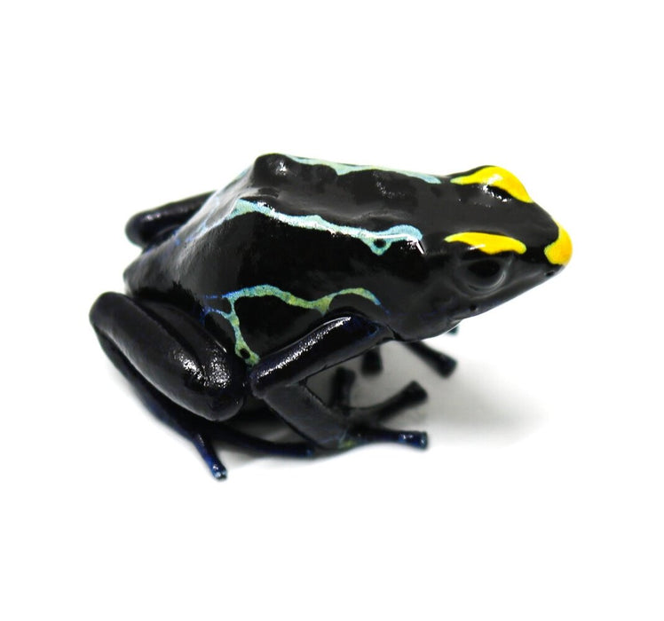 Dendrobates tinctorius "True Sipaliwini" Tadpole