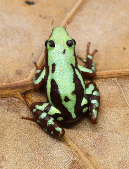 Epipedobates tricolor "Highland"