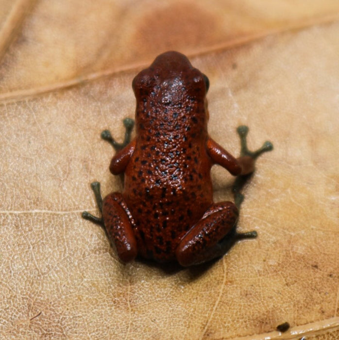 Oophaga pumilio "Rio Teribe"