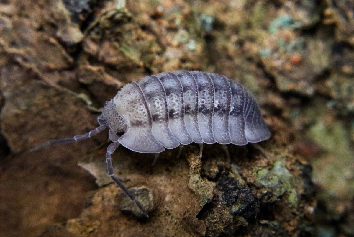 Armadillidium peraccae — FrogDaddy