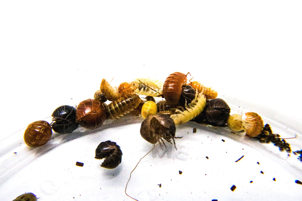 Armadillidium vulgare "FrogDaddy Lottery Mix"