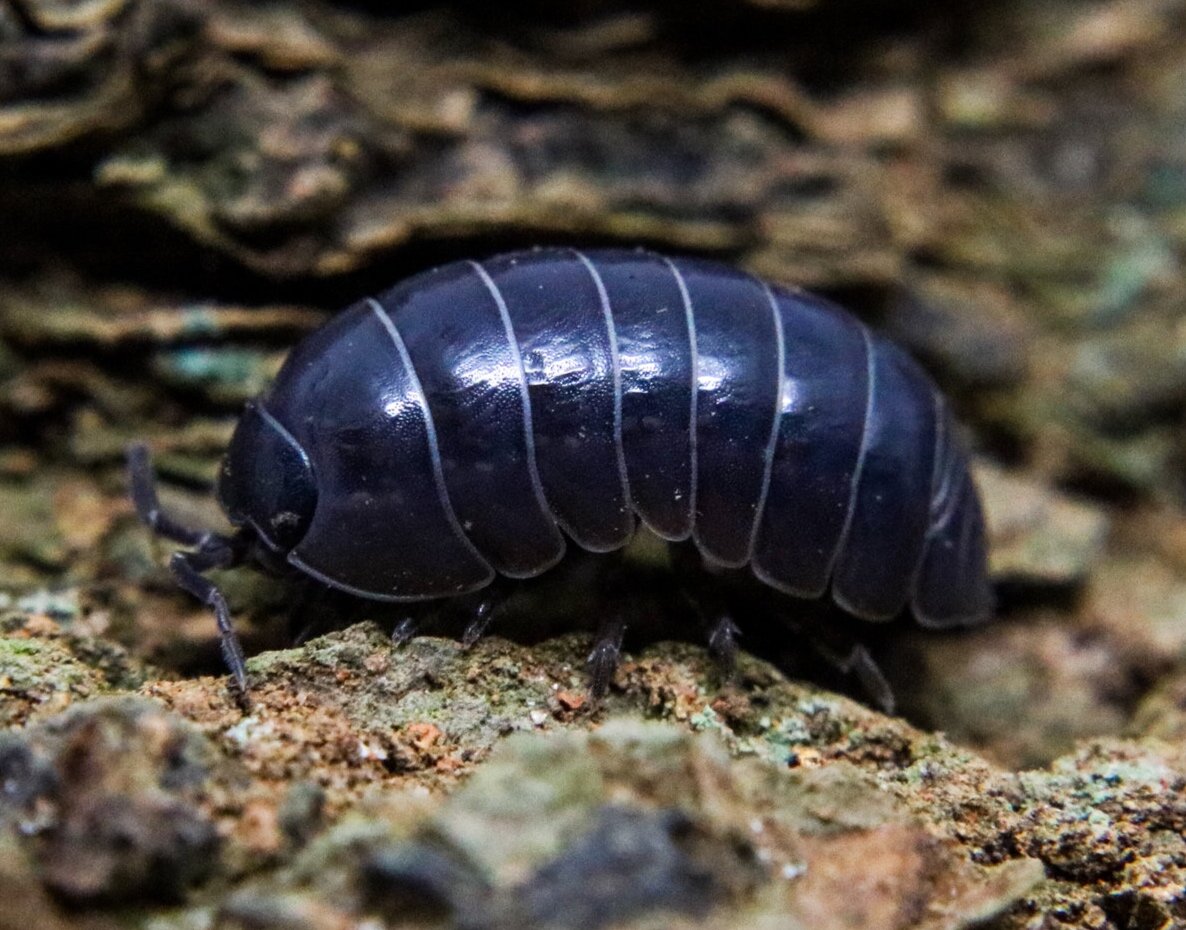 Armadillidium vulgare “Standard - Wild Type – FrogDaddy