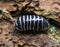 Armadillidium maculatum "Zebra"
