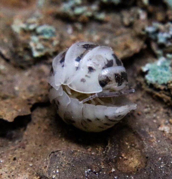 Armadillidium maculatum "Zebra - Dalmatian"