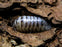 Armadillidium maculatum "Zebra - Dalmatian"