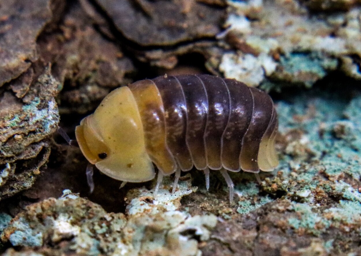 Cubaris sp. "Rubber Ducky"