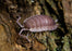 Porcellio scaber "Ghost"