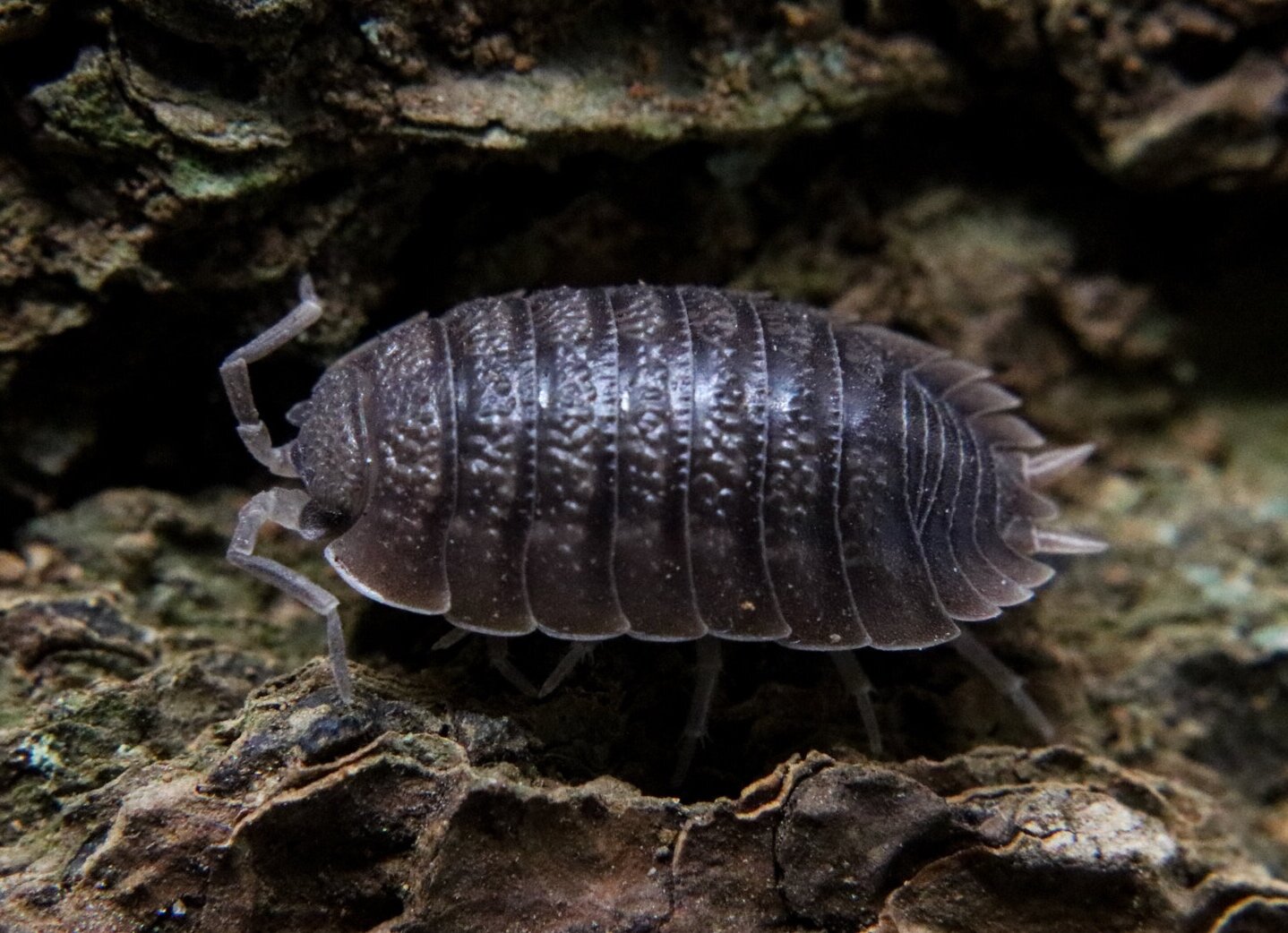 Porcellio dilatatus "Giant Canyon" — FrogDaddy