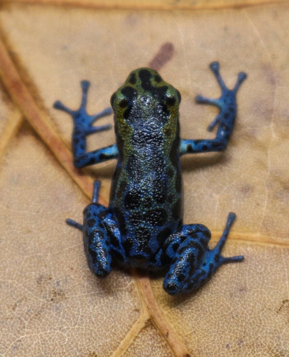 Oophaga pumilio "Loma Colubre / Culubre”