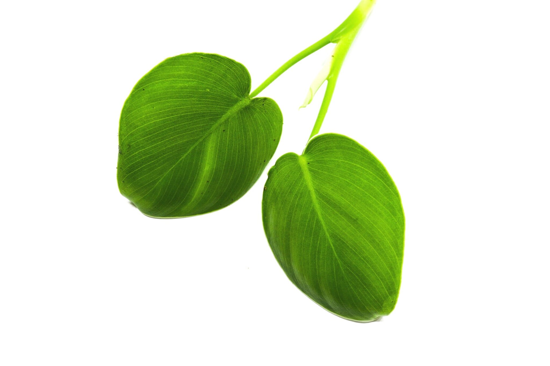 Philodendron rugosum Terrarium Plant