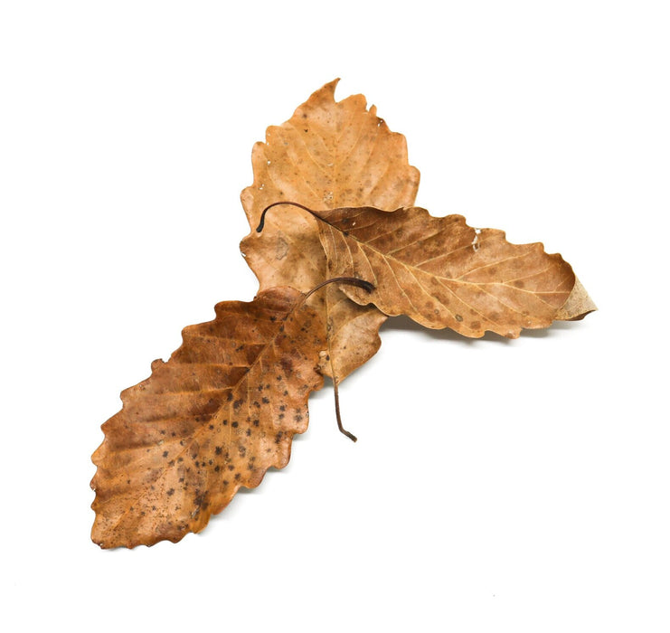 Swamp White Oak Leaves (Quercus bicolor)