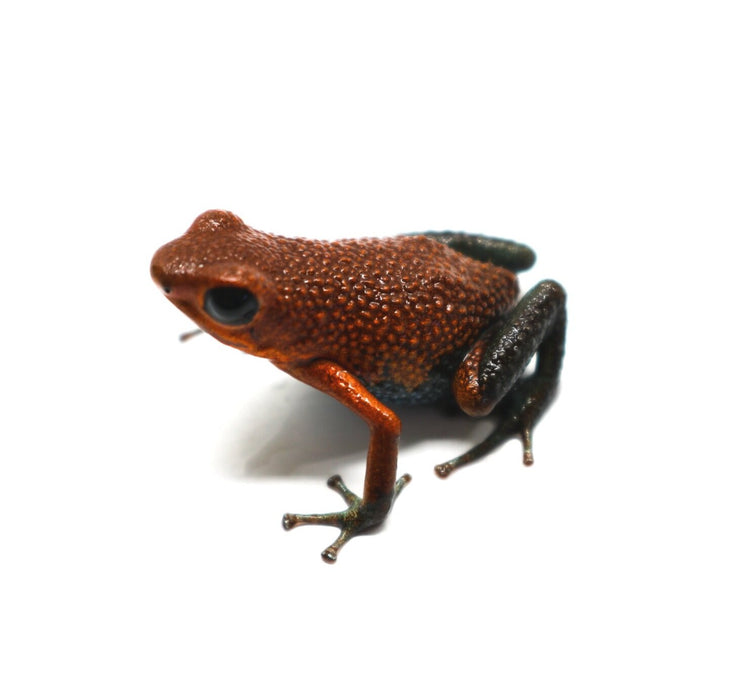 Oophaga granulifera "Baru"