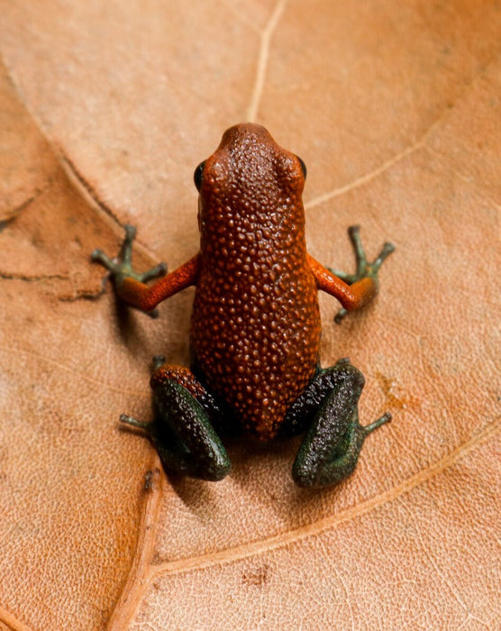 Oophaga granulifera "Baru"