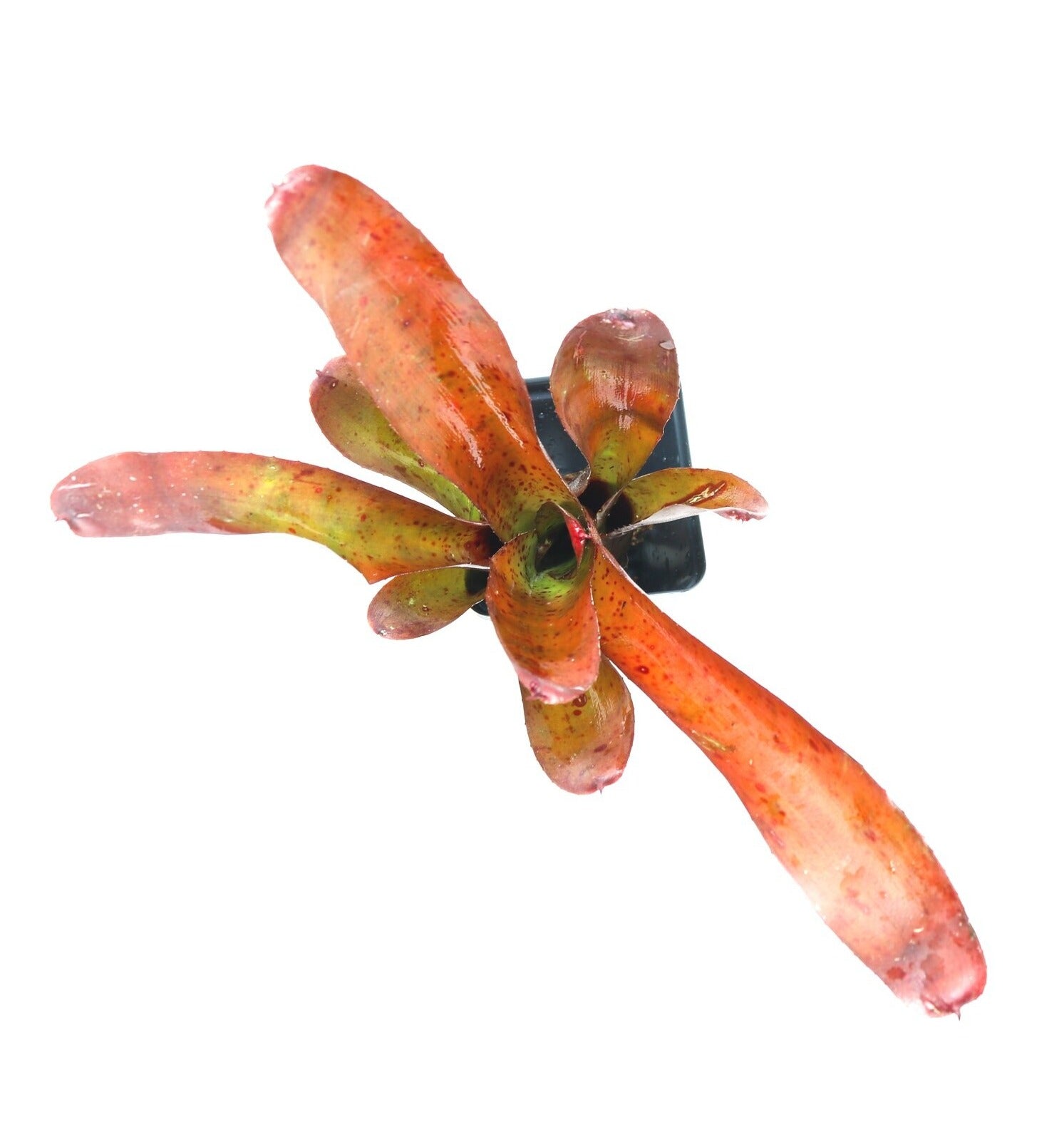 Neoregelia 