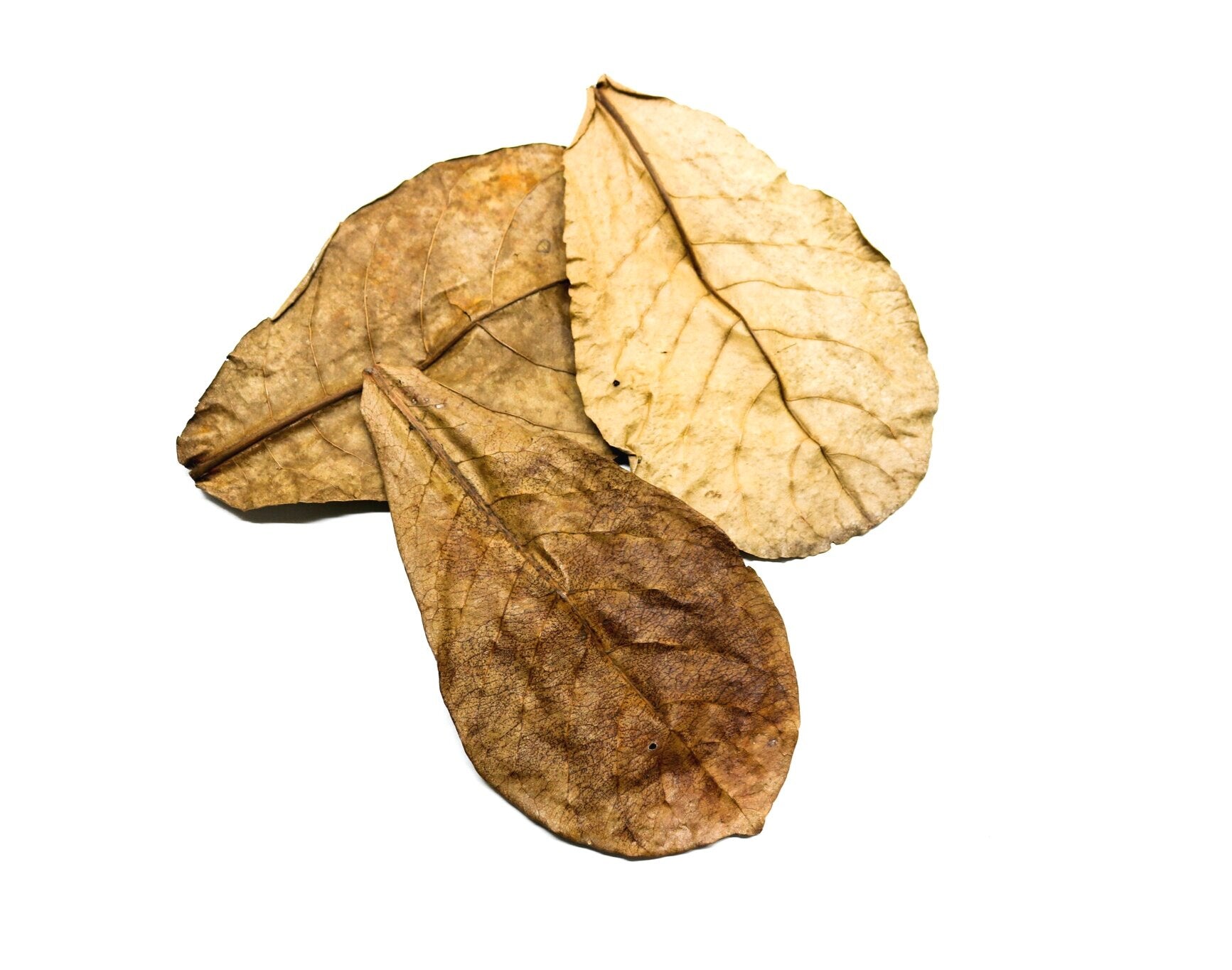 Tropical Leaf Litter - Indian Almond | FrogDaddy