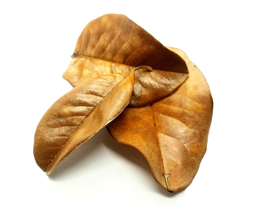 Southern Magnolia Leaves (Magnolia grandiflora)