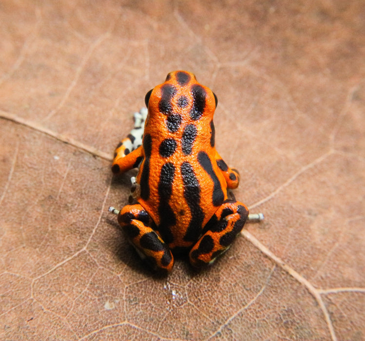 Oophaga pumilio "Bastimentos - Cemetary - Orange"