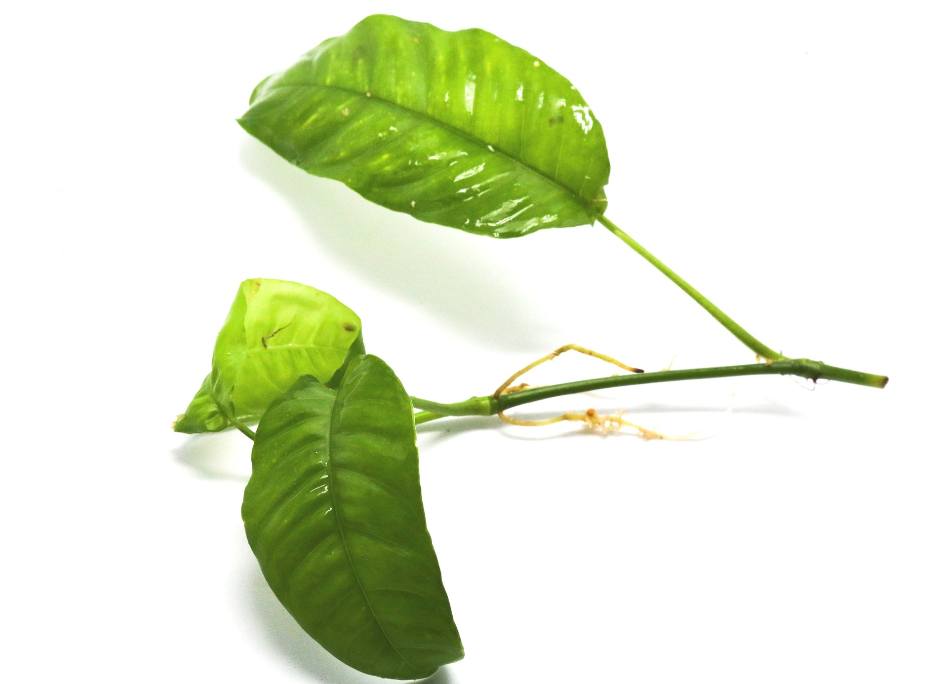 philodendron inaequilaterum Philodendron cf. inaequilaterum "Paper Thin"