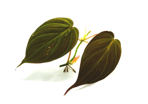 Philodendron hederaceum var. hederaceum