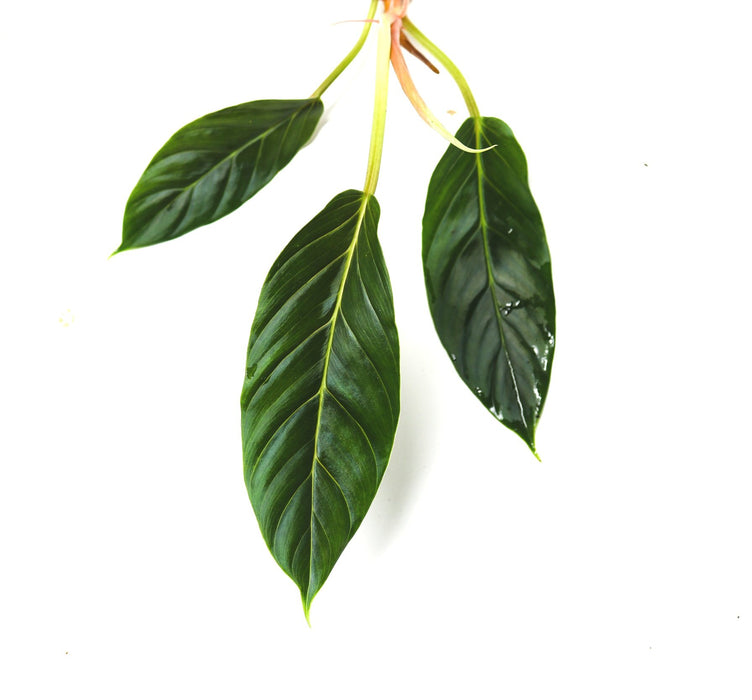 Philodendron wendlandii 2