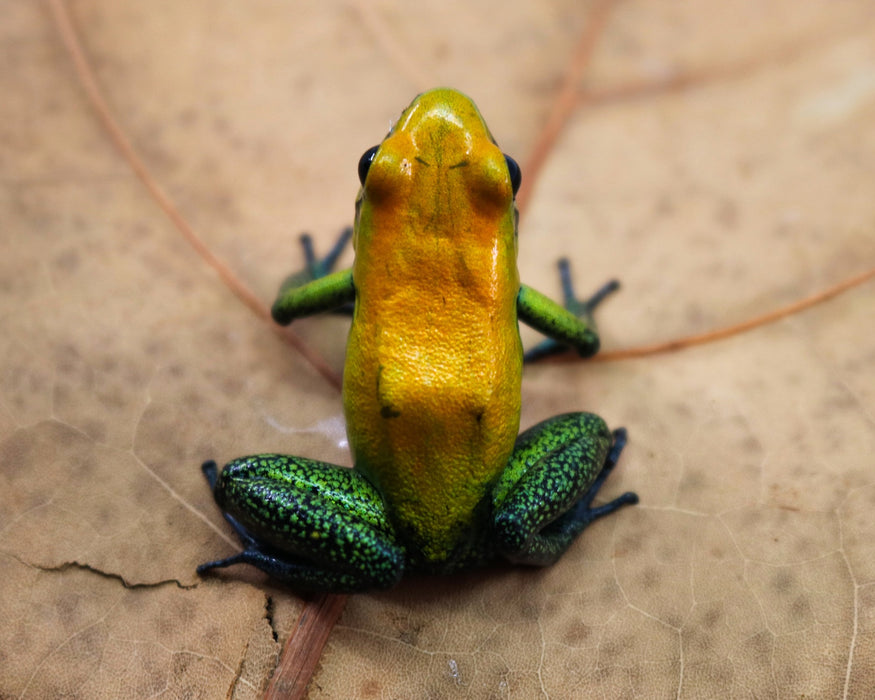 Phyllobates bicolor "Uraba"