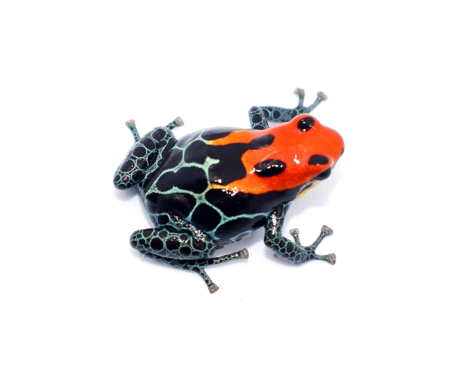 Ranitomeya amazonica 