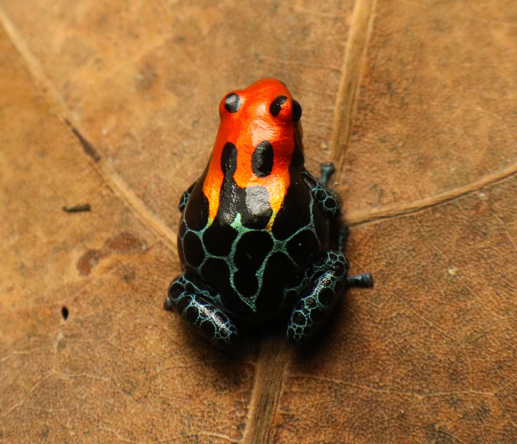 Ranitomeya amazonica 