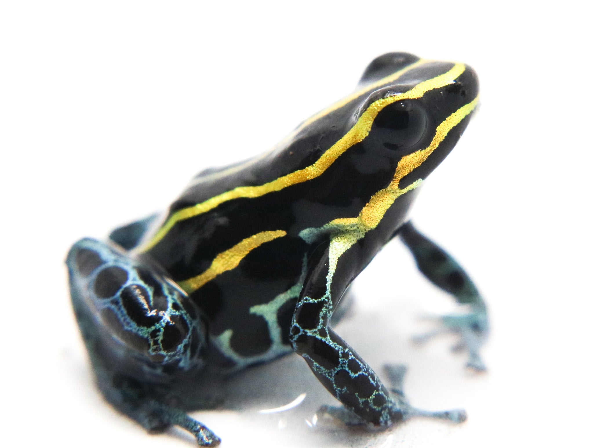 Ranitomeya variabilis 