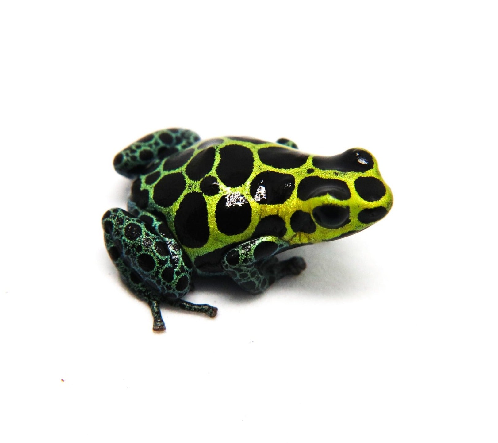 Ranitomeya variabilis 