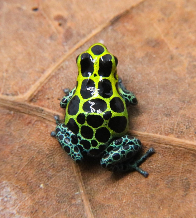 Ranitomeya variabilis "Highland"