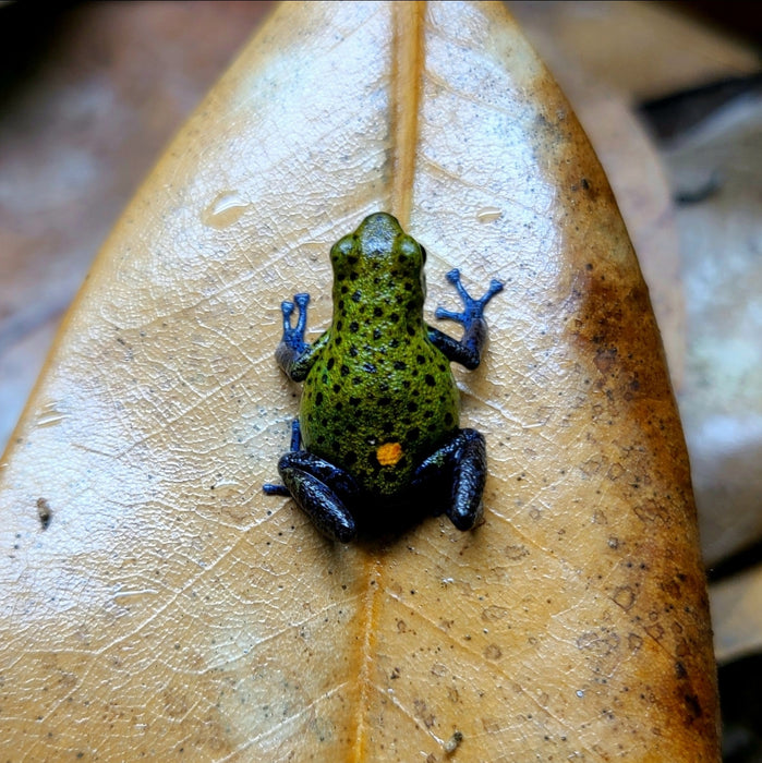 Oophaga pumilio "Valle Del Rey"