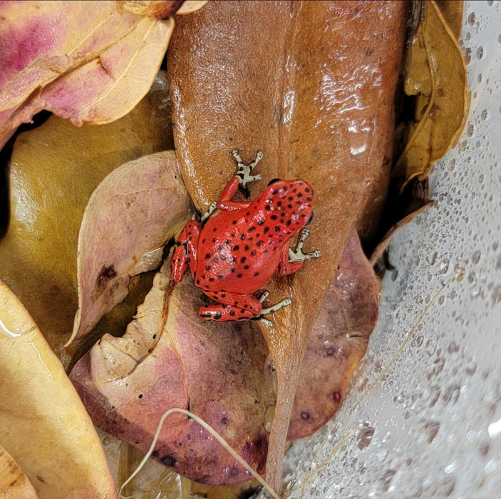 Oophaga pumilio "Bastimentos - Red Frog Beach"