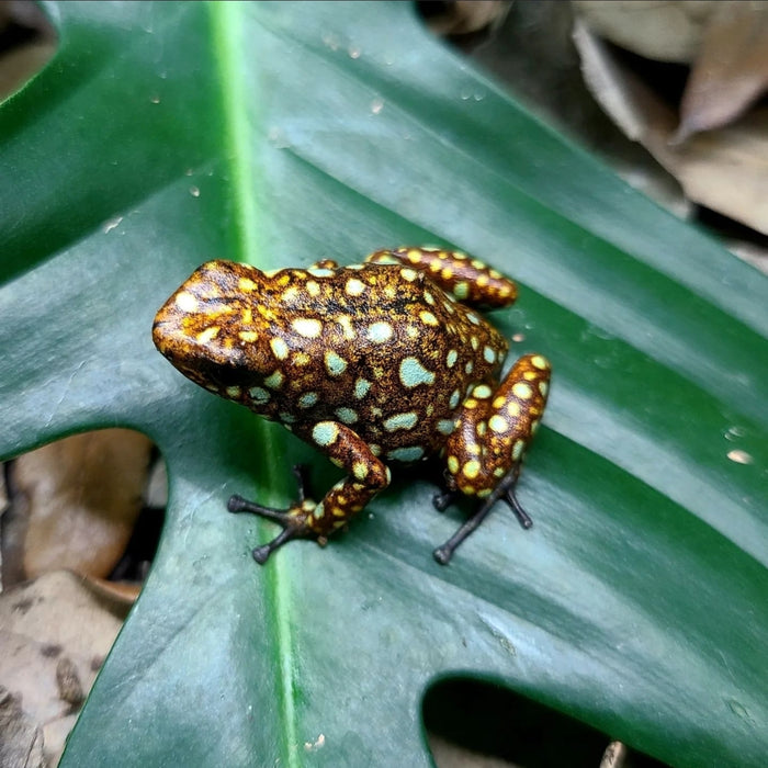 Oophaga sylvatica "Situwa"