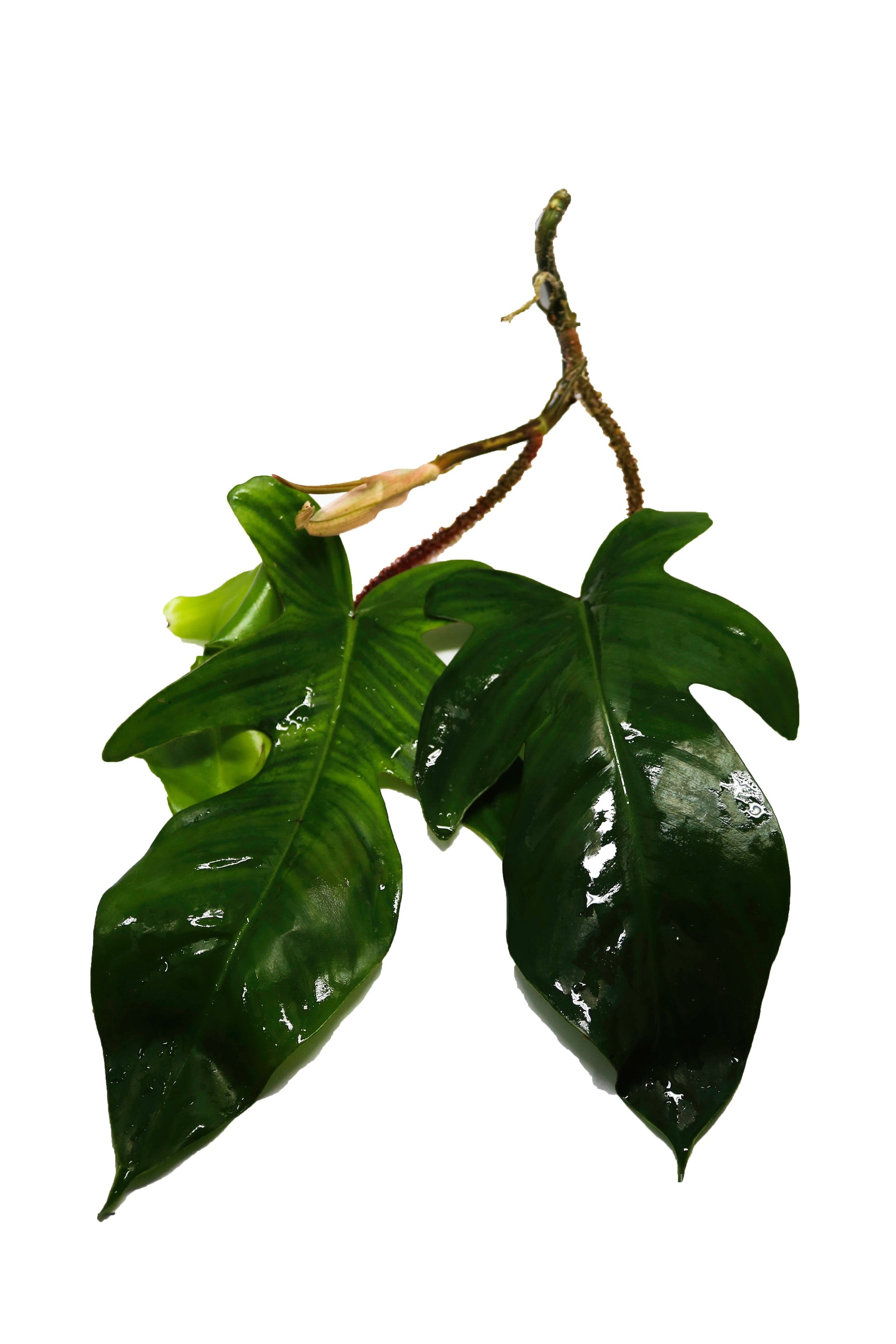 Philodendron squamiferum Terrarium Plant