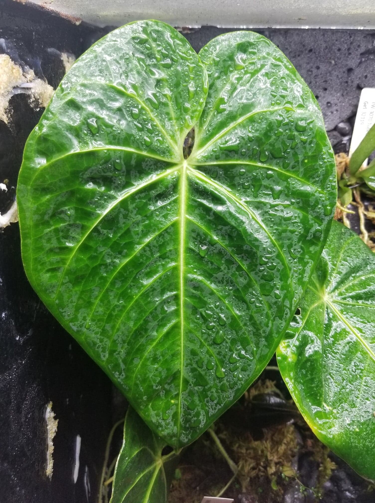 anthurium marcos Anthurium angamarcanum 'Type' Terrarium Plant