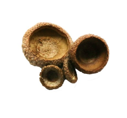 Acorn Caps Isopods | FrogDaddy