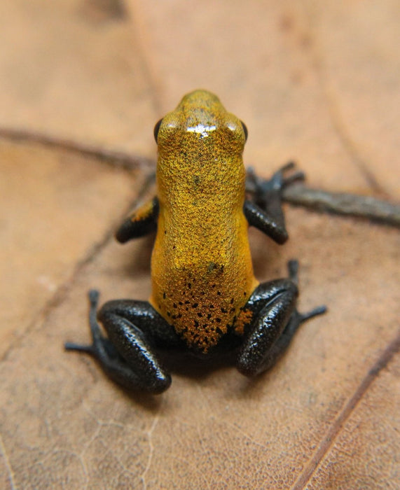 Oophaga pumilio "Almirante