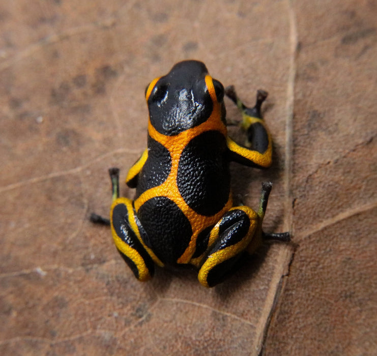 Ranitomeya imitator "Banded"