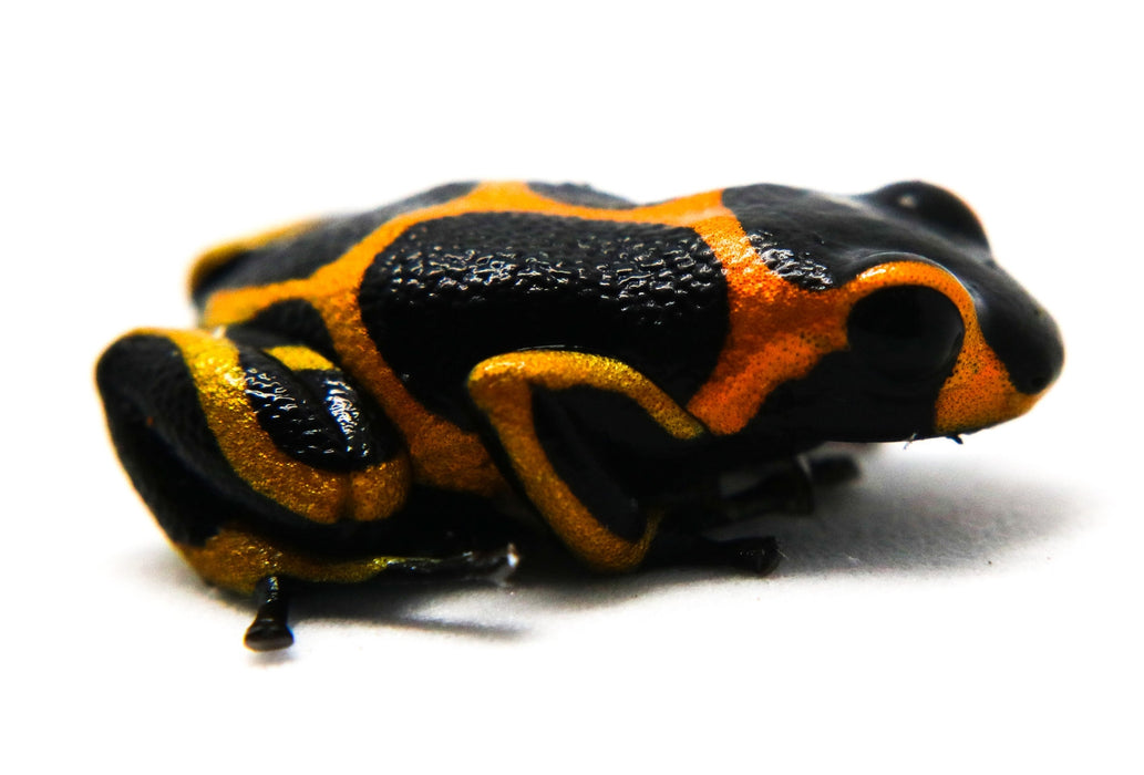 Ranitomeya imitator "Banded"