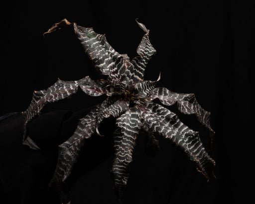 Cryptanthus "Black Mystic"