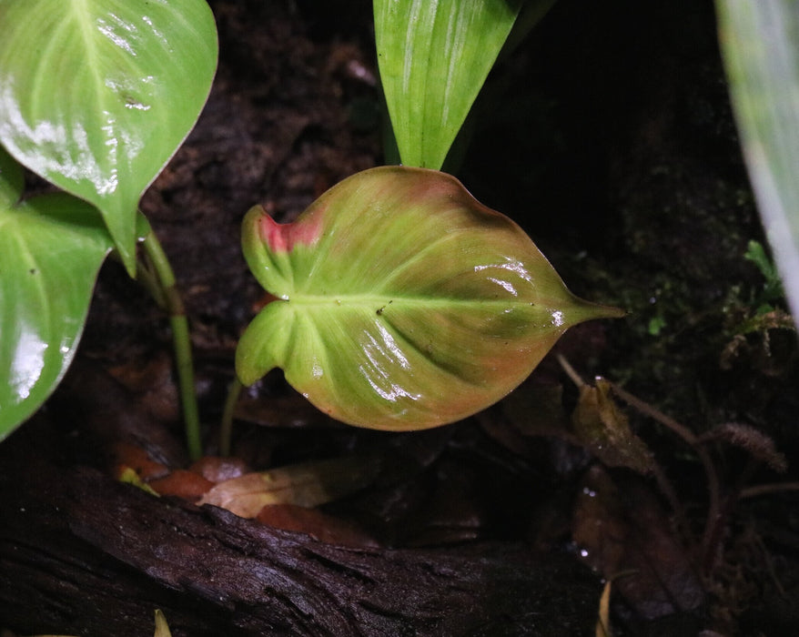 Philodendron camposportoanum