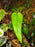 Philodendron sp. Corrugatum